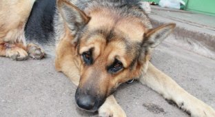 В Братске пенсионер вторую неделю ждет на улице пропавшую собаку (3 фото)