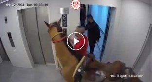 Полиция Тель-Авива задержала мужчин, которые прокатились на лифте с лошадью