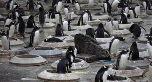 Жилищная программа для пингвинов (13 фото)