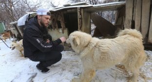 Американский фристайлист спас 90 собак от съедения в Южной Корее (6 фото)