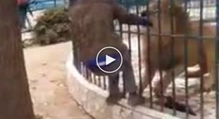 Лев схватил за руку работника зоопарка, когда тот пытался погладить его