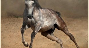 Отличные снимки лошадей (14 фотографий)