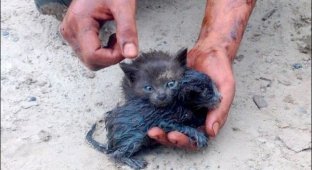 Героический человек спас двух беспомощных котят из разлива нефти (11 фото)