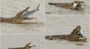 Крокодил проглотил акулу в Австралии (10 фото)