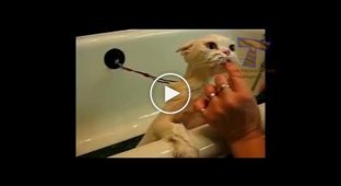 Подборка котов в ванной