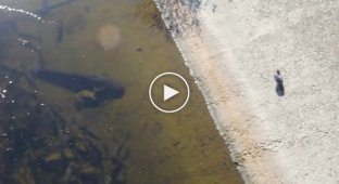 Сомы-монстры огромные рыбы из чернобыльского пруда