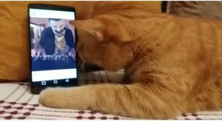 Слепой котик любит слушать, как играет этот пианист (2 фото + 4 видео)