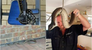 Ядовитые змеи проникают в жилые дома в Австралии (14 фото)