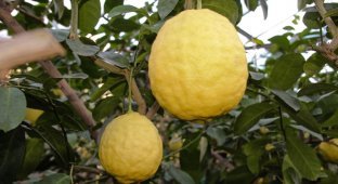 Саратовский лимонарий (15 фото)