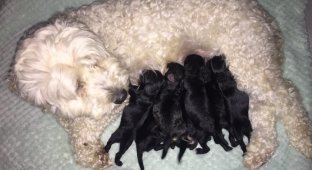 Скандал в собачьем семействе! У белых пуделей родились черные щенки! (6 фото)
