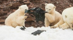 Экологи опубликовали шокирующие фото: белые медвежата играют с пластиком (13 фото)