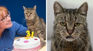Старейший кот в мире отпраздновал 31-ый день рождения, и у него еще осталось много жизней (9 фото)