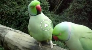 Классные говорящие попугаи