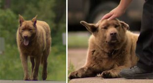 Каждый день эта старая собака проходит 6 километров, чтобы поздороваться с людьми (7 фото)