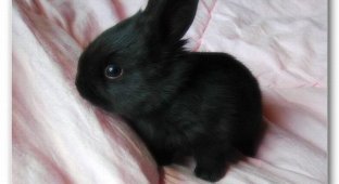 Интересные факты про кроликов (3 фото)