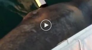 Морской лев, разбуженный бестактным туристом, «высказал» ему своё недовольство - видео
