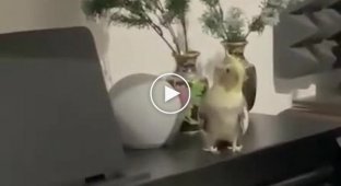 Попугай с отличным чувством ритма