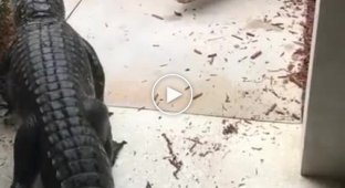 Два аллигатора вцепились друг в друга у входа в дом и попали на видео
