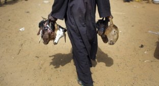 Нигер – голод заставляет жителей продать последнего верблюда (25 фото)