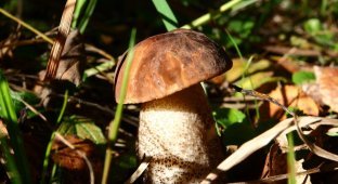 Как сеять грибы, чтобы они росли на вашей даче (9 фото)