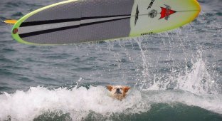 Конкурсе собак-серфингистов (12 фото)