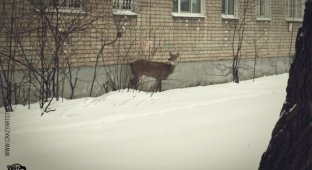 На улицах Ярославля разгуливает олененок (43 фото)