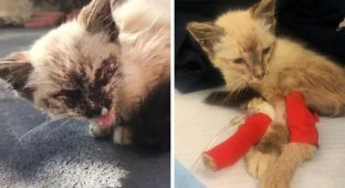 Котёнка спасли на улице и позже она превратилась в роскошную кошку (12 фото)
