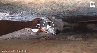Парень спас собаку которая застряла в узком месте