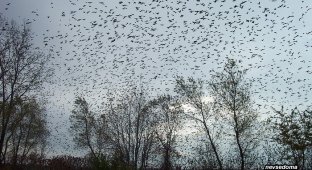 Птицы атакуют (20 фото)