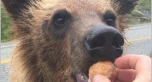 Почему нельзя кормить диких медведей. Это не только опасно, но и очень дорого (5 фото)