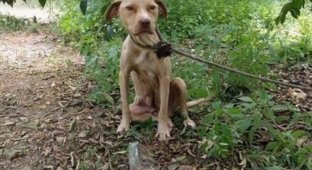 Беременную собаку оставили связанной в лесу рожать в одиночестве, без еды и воды (12 фото)