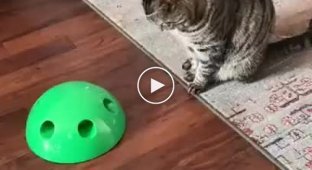 Кот с говорящим взглядом, который не оценил новую игрушку