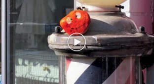 Стрит-арт в стиле Бэнкси от 10-летней девочки (20 фото + 1 видео)