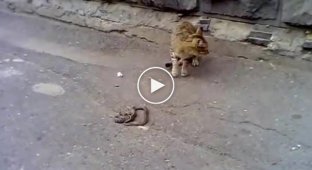 Бесстрашный кот против змеи