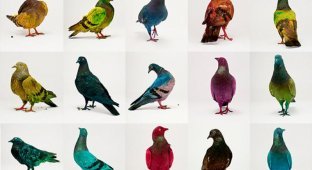 Проект “голуби такие же птицы как другие” (22 фото)
