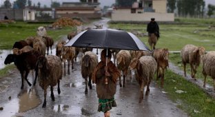Как живут пастухи по всему миру (19 фото)