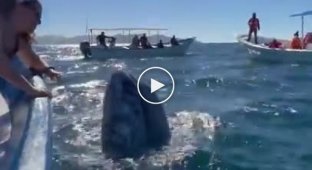 В Мексике огромный кит подплыл прямо к туристам