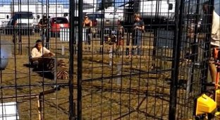 Опасная работа: дрессировщица тигров была схвачена за ногу подопечным на глазах у детей (6 фото + 1 видео)