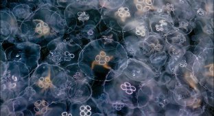 Нашествие медуз в Балаклавскую бухту (11 фото)