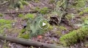 Неподдельная женская радость от увиденных грибов в лесу