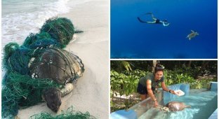 Ветеринар из Лондона приехала на Мальдивы спасать черепах (12 фото)