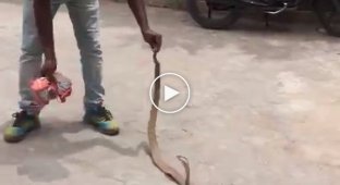 Индийский строитель случайно раскопал гнездо гигантской кобры