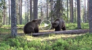 Драка медведей в лесах Финляндии