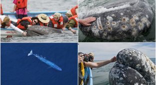 Самые дружелюбные киты на свете (13 фото)