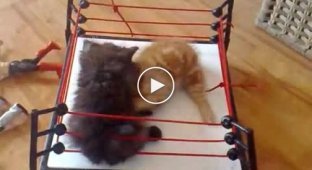Ужасный бой двух котят