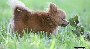 Самая мелкая в мире собака весом в 600 грамм (4 фото)