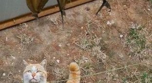 Кот на охоте (2 фотографии)