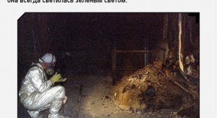 «Слоновья нога» в зоне отчуждения Чернобыльской АЭС (11 фото)