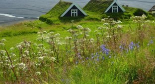 Самая экологичная кровля: мох и газоны на крышах домов (29 фото)