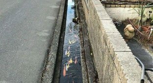 Сливные каналы в Японии настолько чистые, что в них водятся карпы (9 фото)